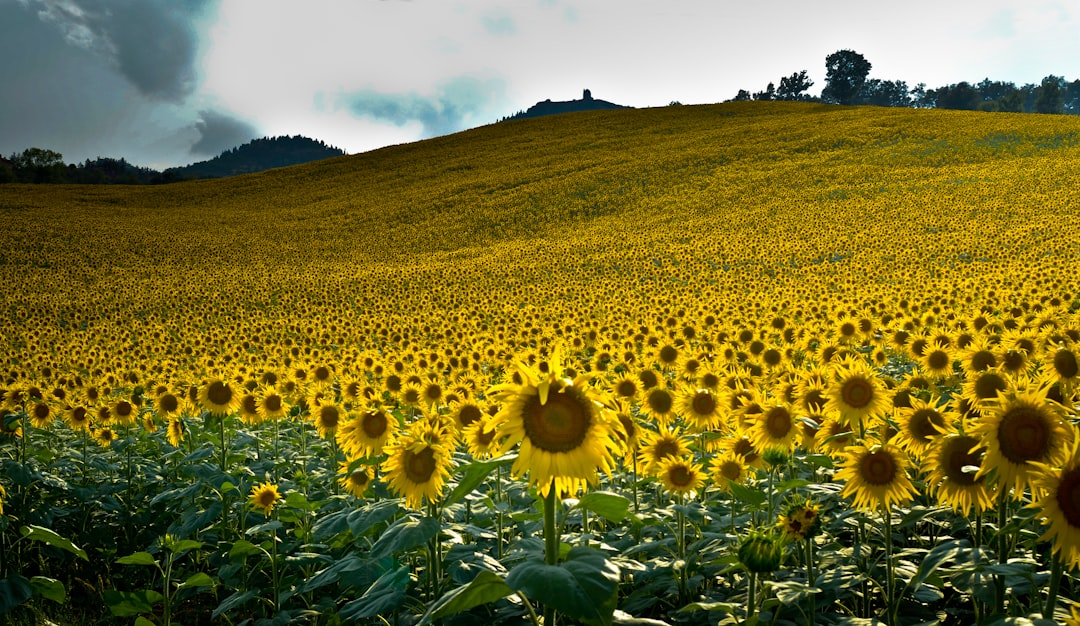 Hoe lang blijft zonnebloemolie goed en kun je het nog gebruiken na de houdbaarheidsdatum?
